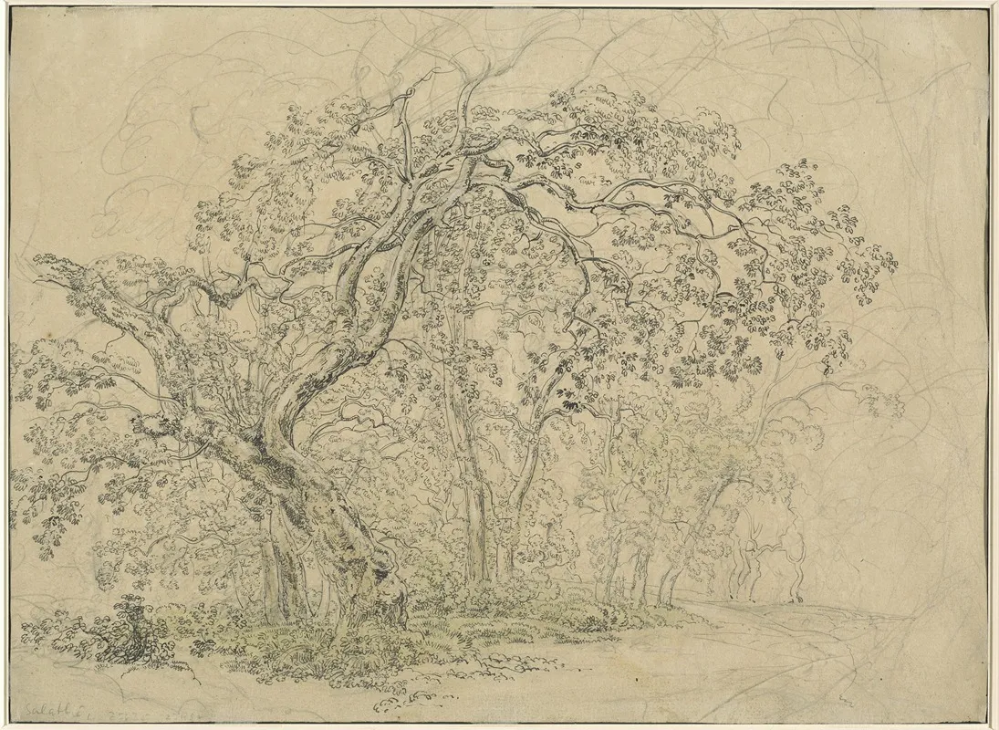 Grove Of Trees Verso by Friedrich Salathé - Canvas Print