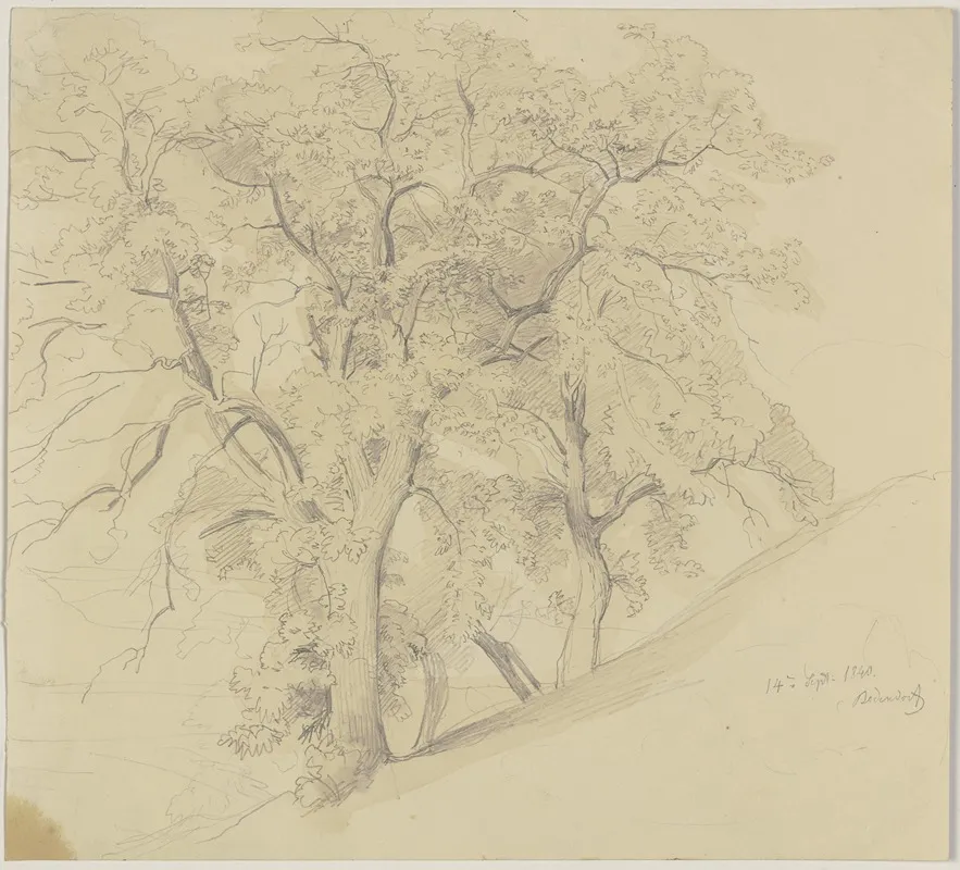 Grove On A Slope