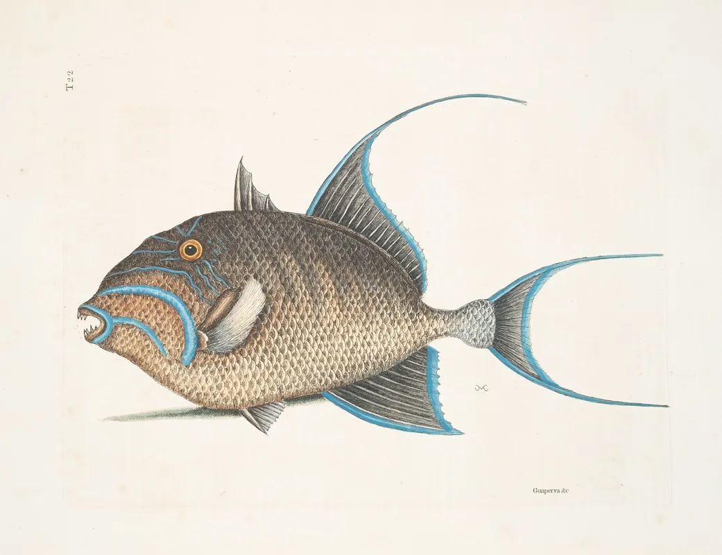 Guaperva C The Old Wife