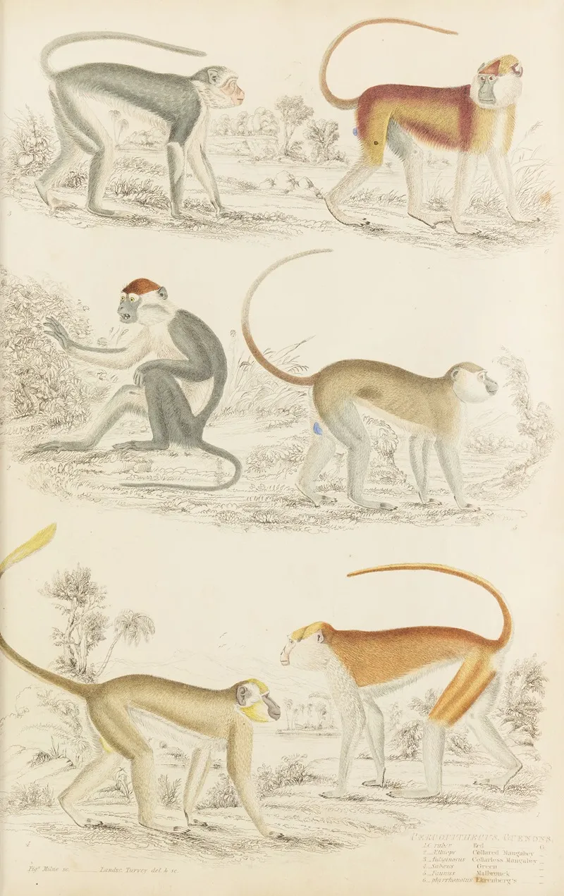 Guenons 2 by William MacGillivray - Canvas Print