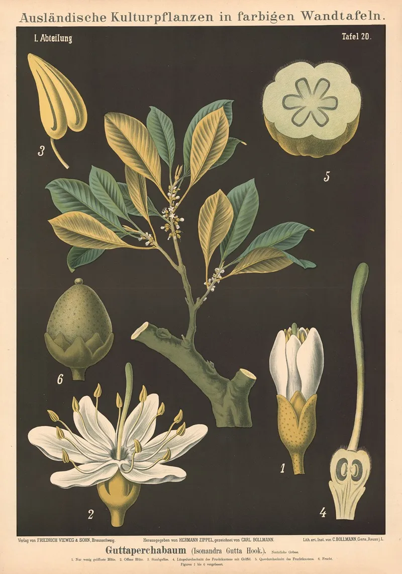 Guttaperchabaum Isonandra Gutta Hook