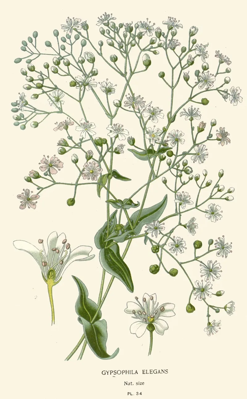 Gypsophila Elegans by Edward Step - Canvas Print