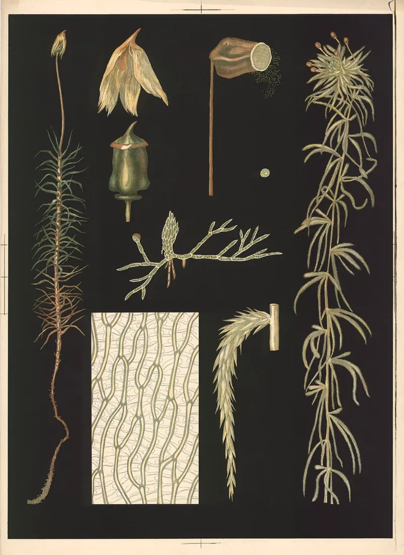 Hair Moss by Ebba Masalin - Canvas Print