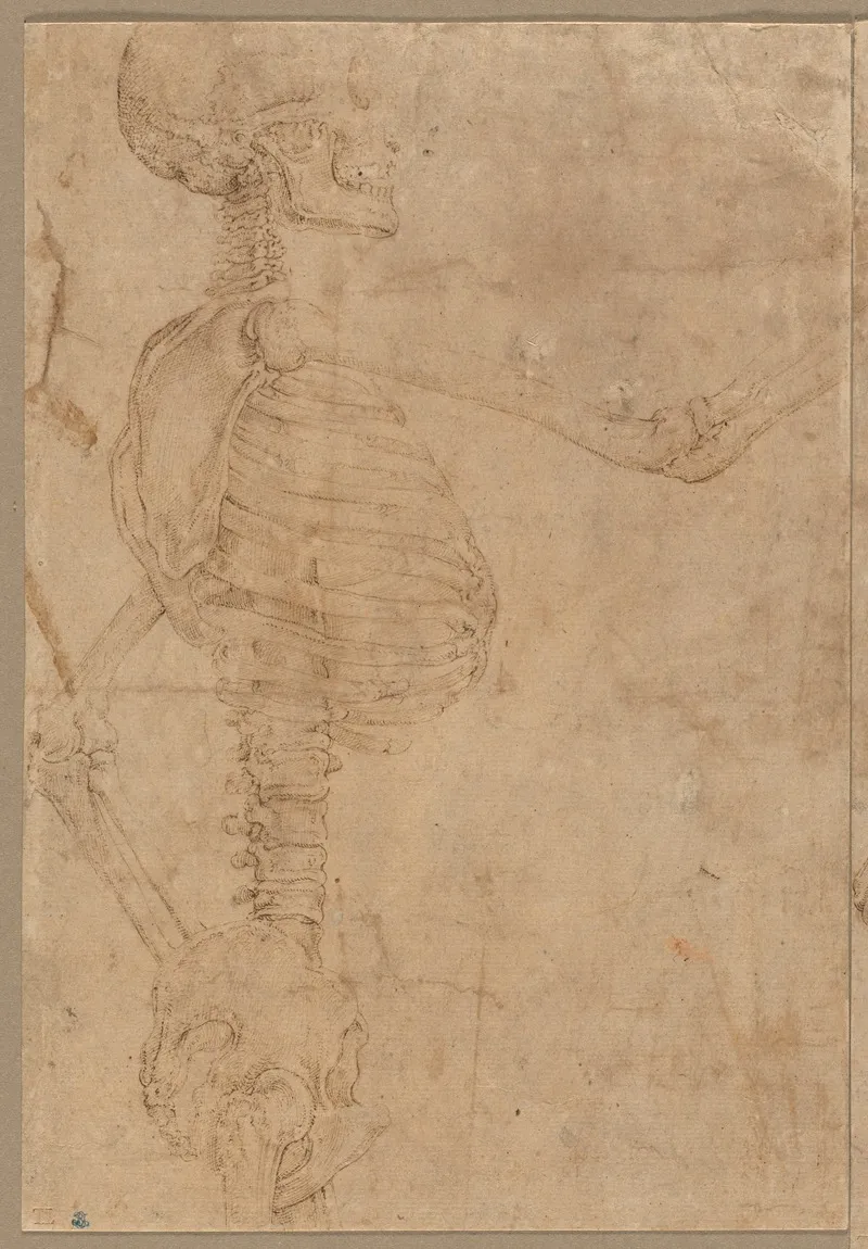 Half Length Skeleton In Profile by Battista Franco - Canvas Print