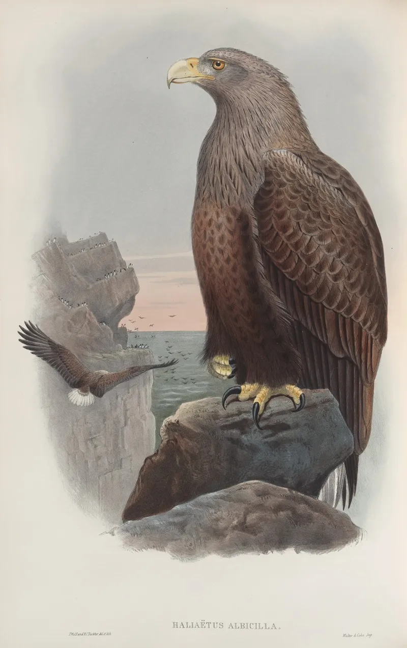 Haliaetus Albicilla Sea Eagle