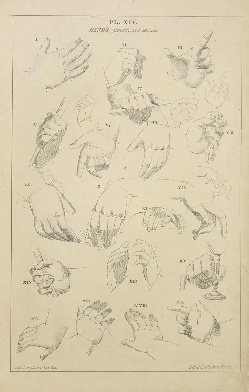 Hands Proportions In Attitude