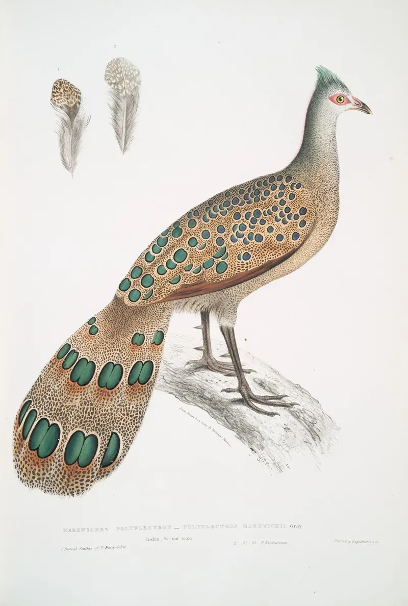 Hardwickes Polyplectron Polyplectron Hardwickii by John Edward Gray - Canvas Print