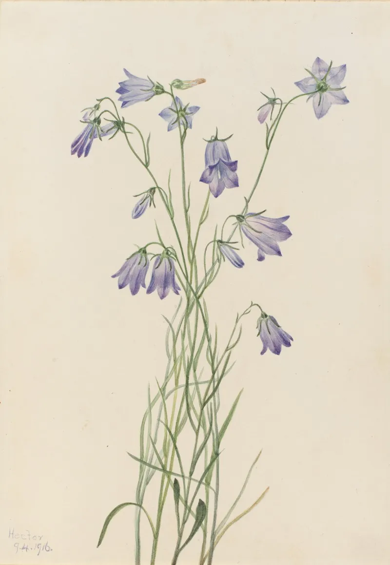Harebell Campanula Rotundifolia 2