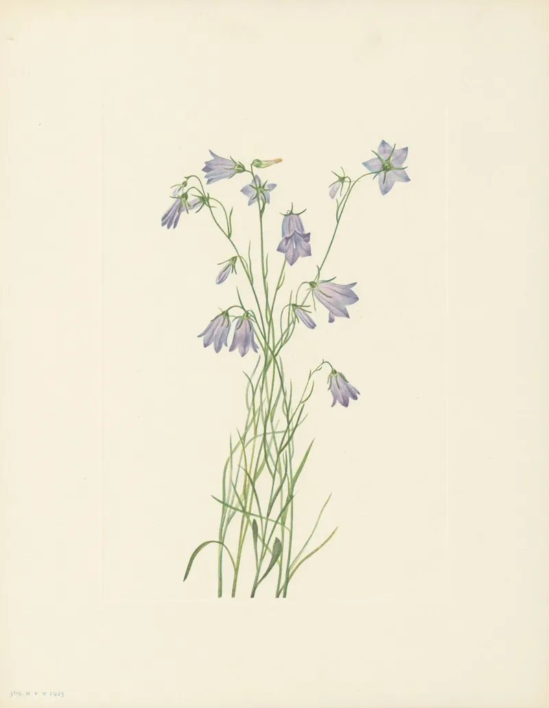 Harebell Campanula Rotundifolia 3
