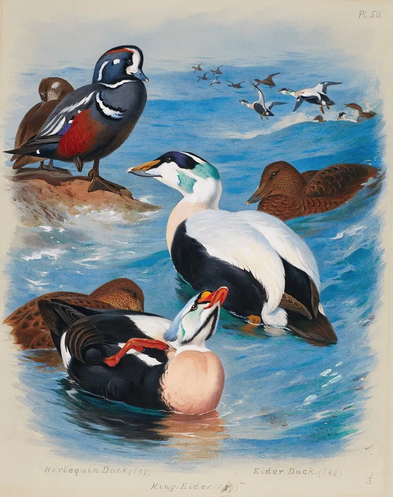 Harlequin And Eider Ducks by Archibald Thorburn - Canvas Print