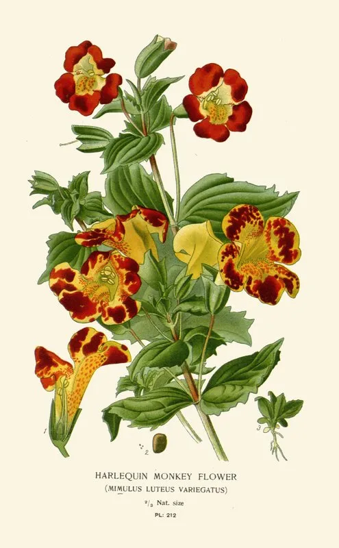 Harlequin Monkey Flower by Edward Step - Canvas Print