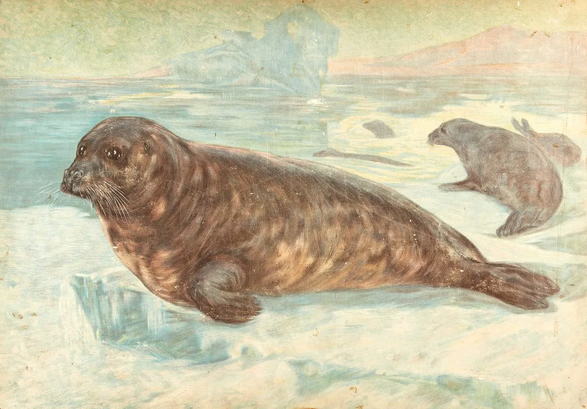 Harp Seal