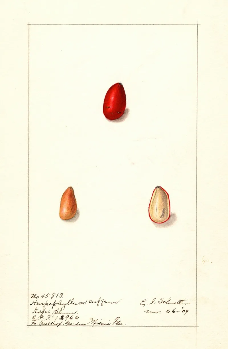 Harpephyllum Caffrum by Ellen Isham Schutt - Canvas Print