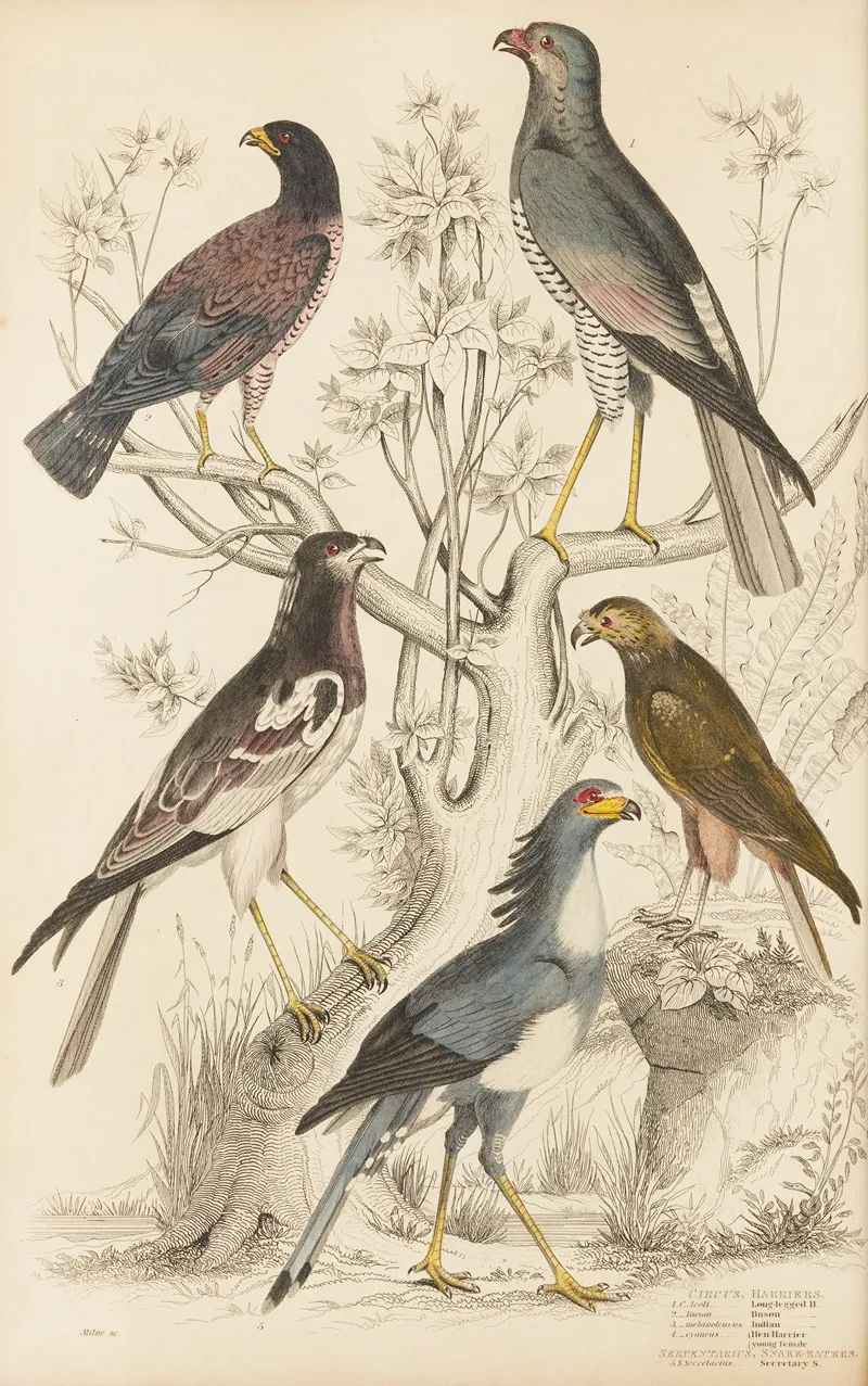 Harriers by William MacGillivray - Canvas Print