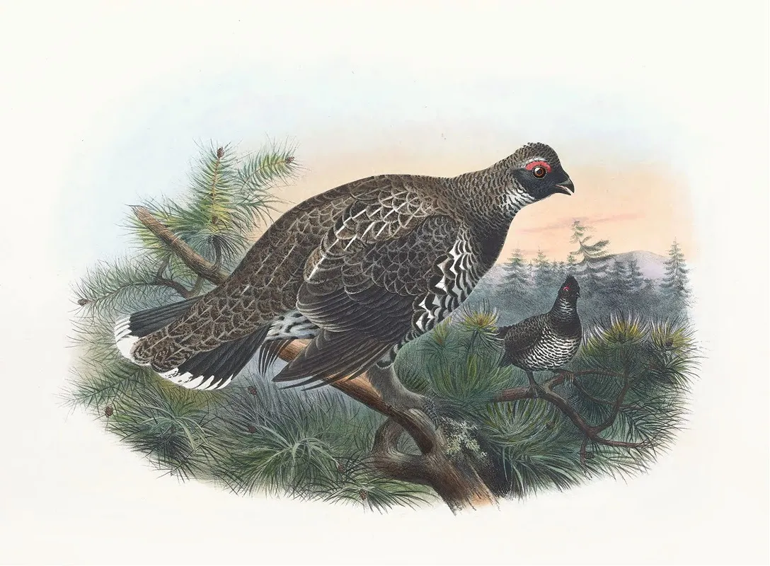 Hartlaubs Spruce Grouse
