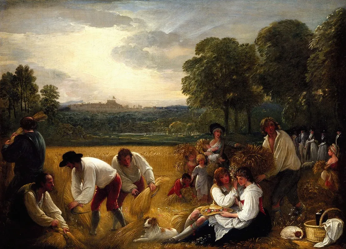 Harvesting At Windsor