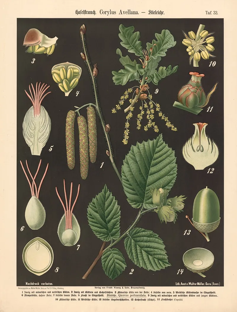 Haselstrauch Corylus Avellana