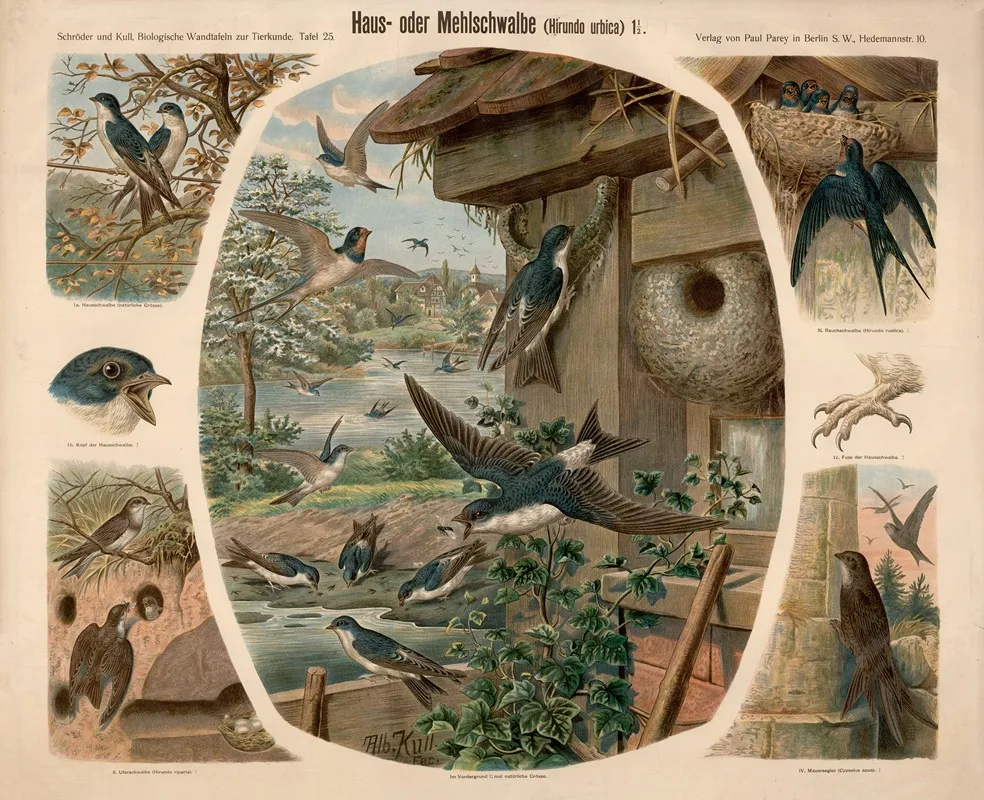 Haus Oder Mehlschwalbe Hitundo Urbica