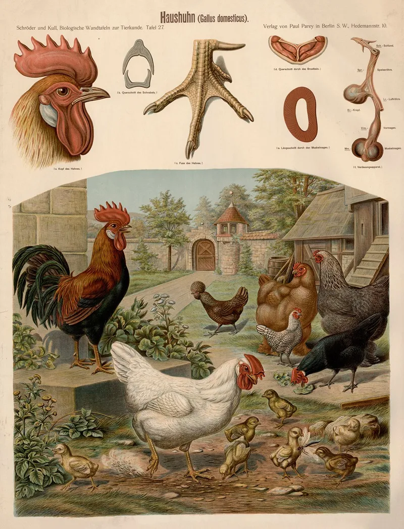 Haushuhn Gallus Domesticus