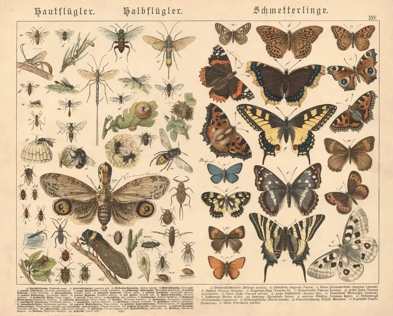 Hautflugler Halbflugler Schmetterlinge