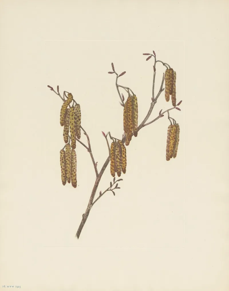Hazel Alder Alnus Rugosa 2