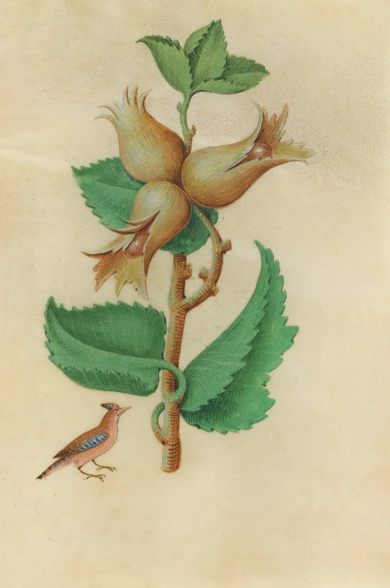 Hazelnut Corylus Avellane With A Jaybird