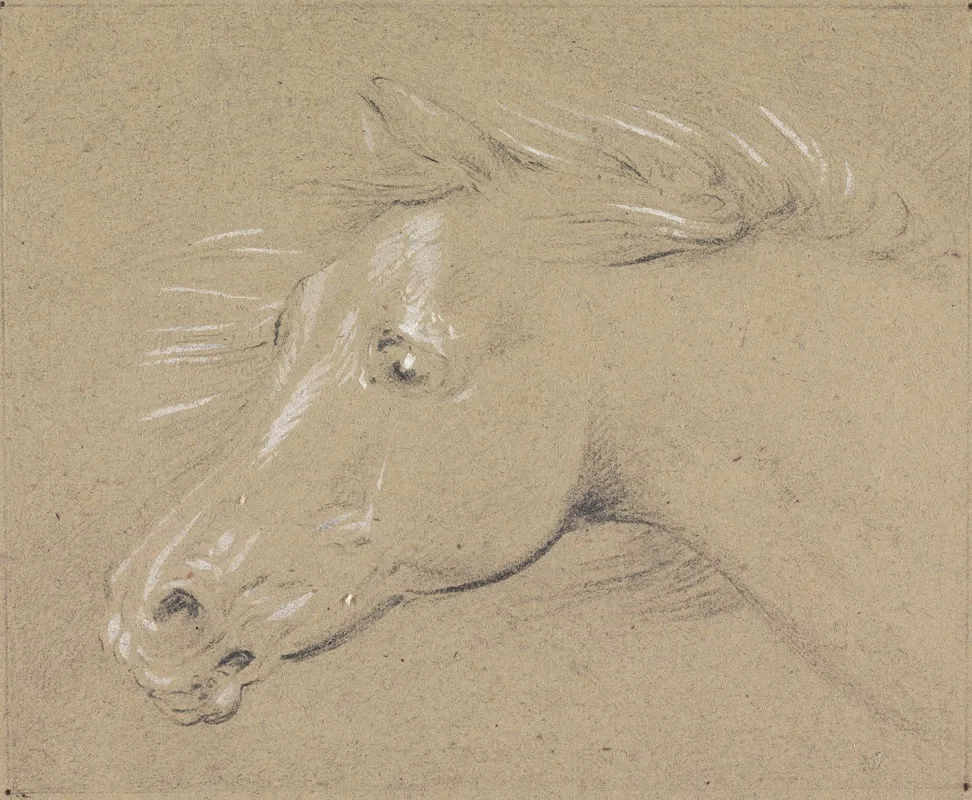 Head And Neck Of A Frightened Horse Left Profile