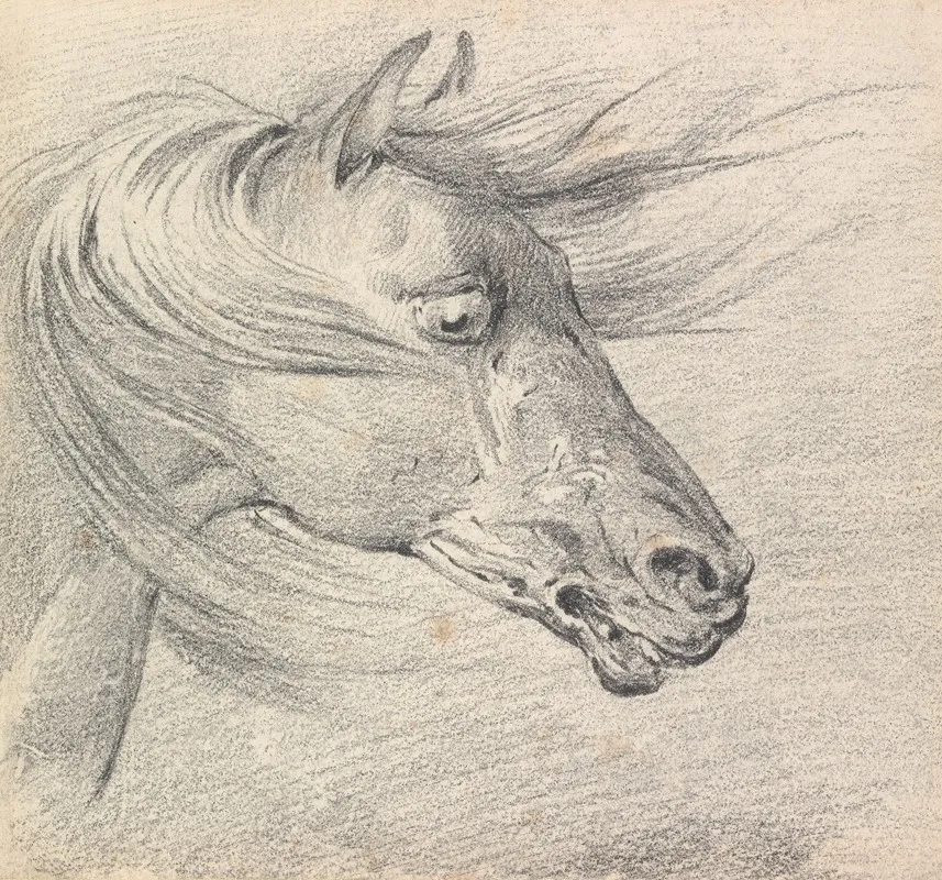 Head And Neck Of A Horse In Fear Or Exhaustion Mane Swept Forwards Profile Right