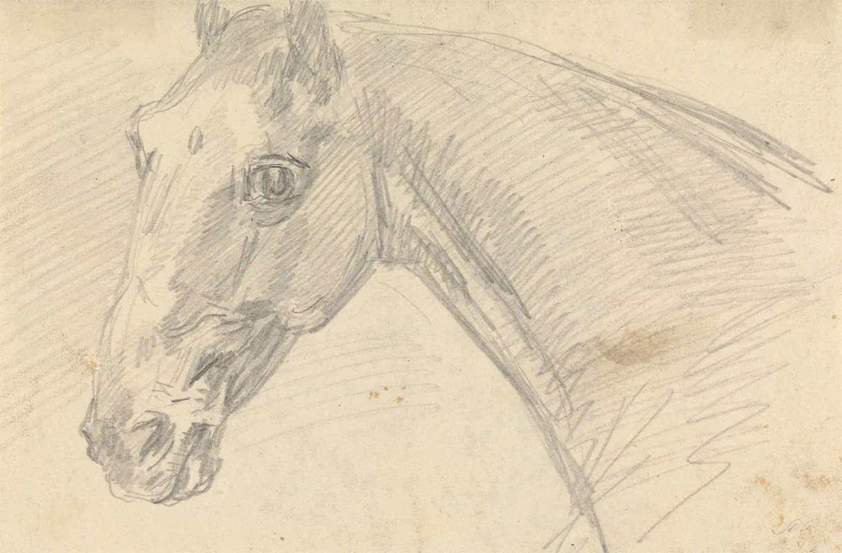 Head And Neck Of A Horse