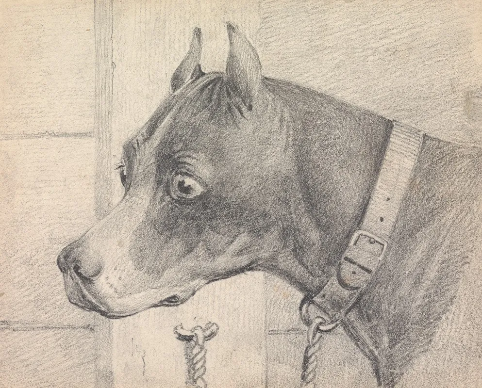Head And Shoulders Of A Boxer Dog Profile Left Wearing A Leather Collar A Ttached To A Ring Post