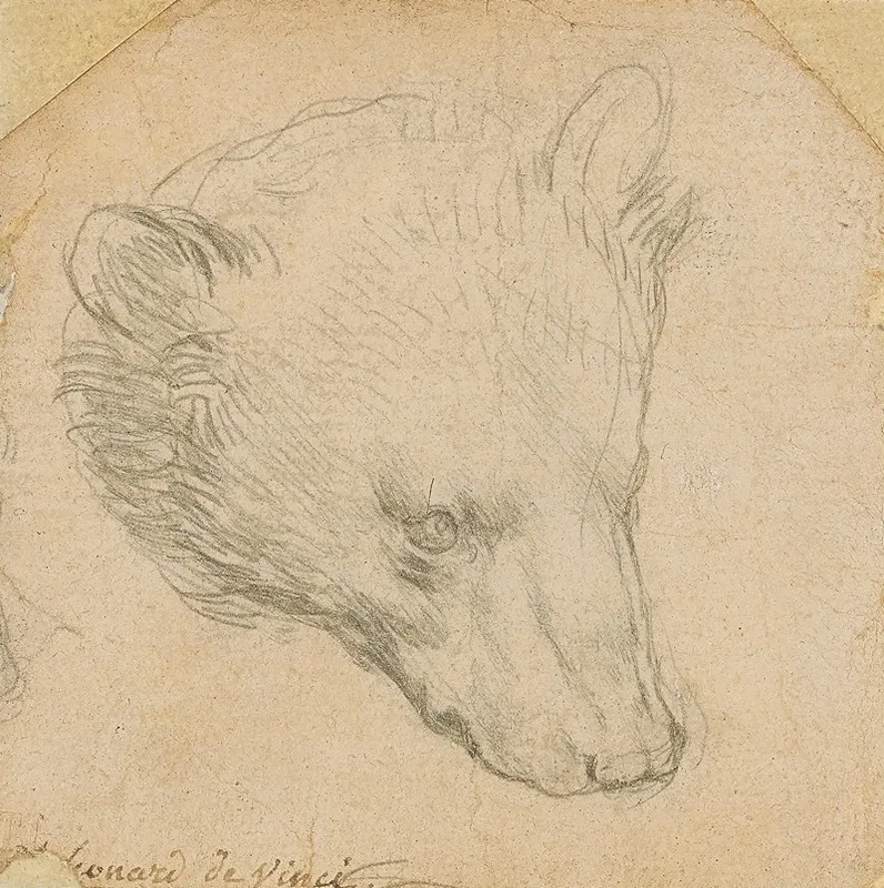 Head Of A Bear by Leonardo da Vinci - Canvas Print