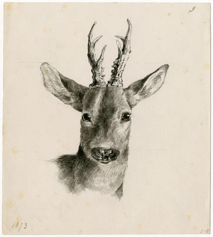 Head Of A Deer