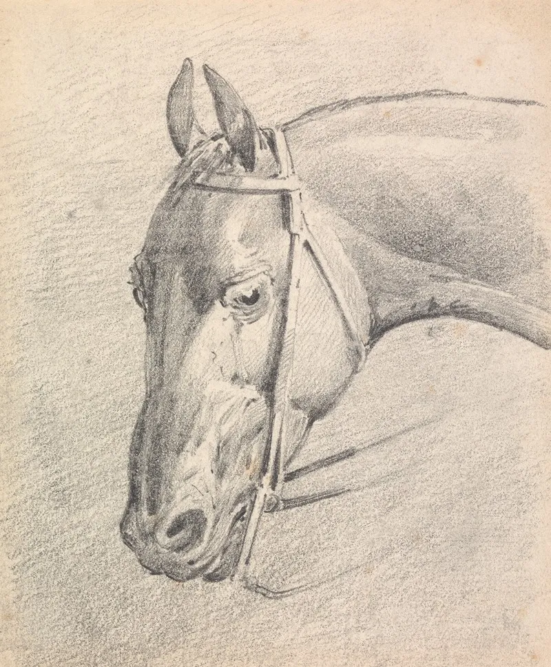 Head Of A Horse Wearing A Bridle