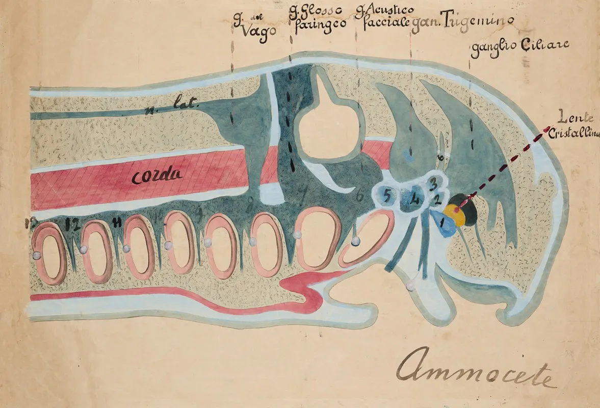 Head Of A Lamprey Larva Called An Ammocoete