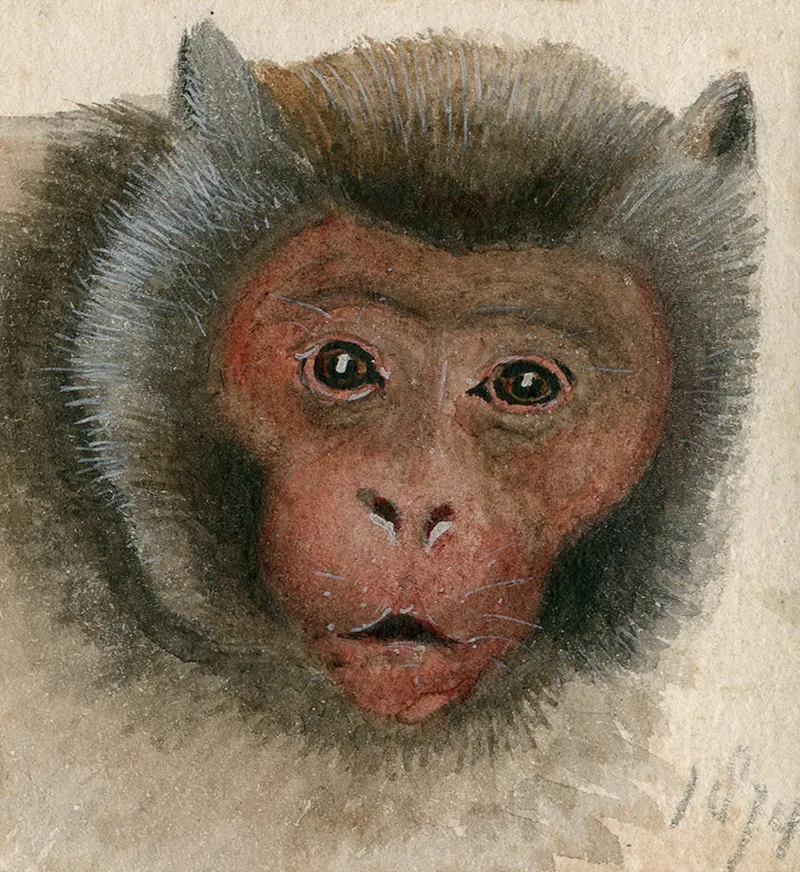 Head Of A Long Tailed Monkey