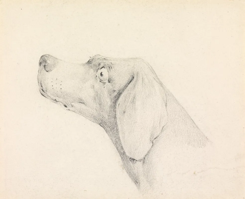 Head Of A Pointer In Profile Left
