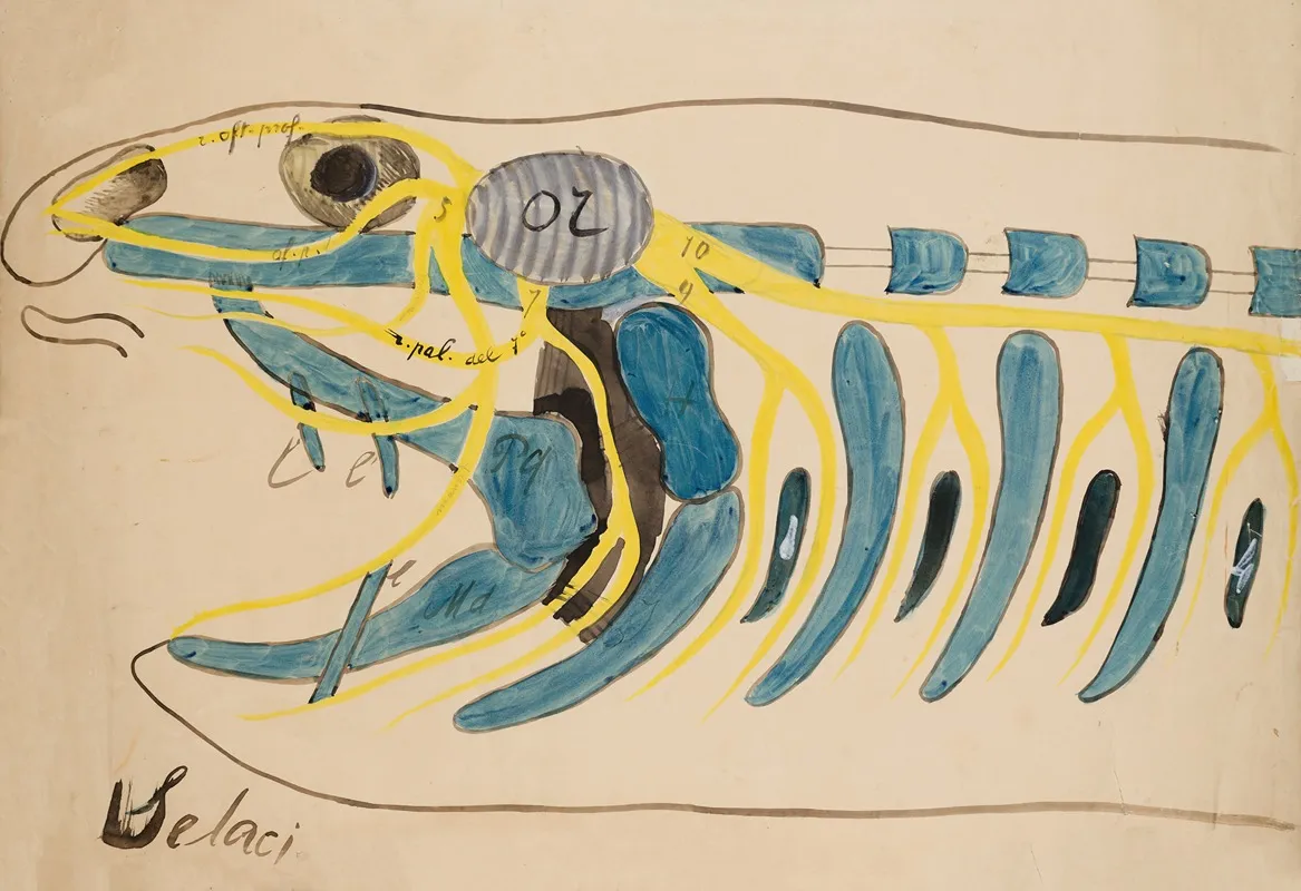 Head Of A Selachian Chondrichthyes Elasmobranchia