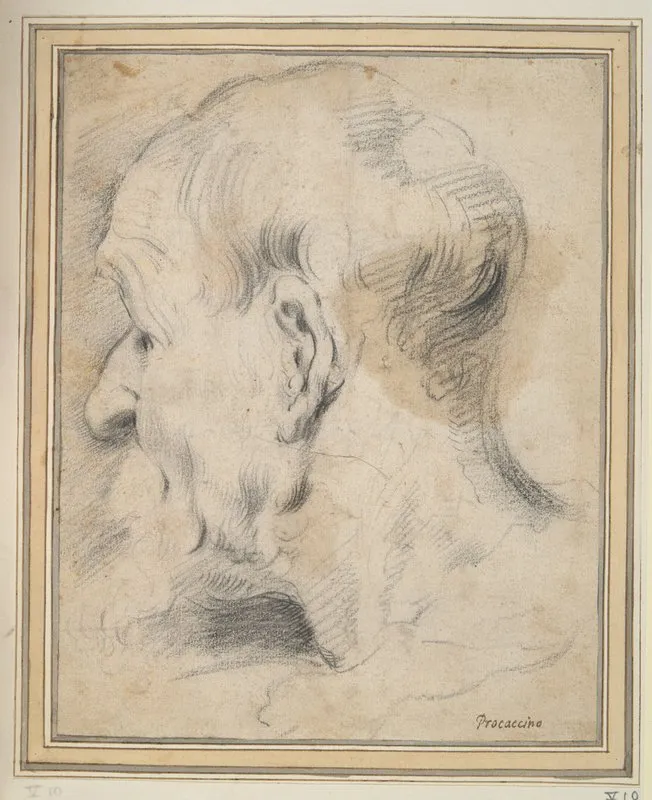 Head Of An Old Man In Profile by Camillo Procaccini - Canvas Print