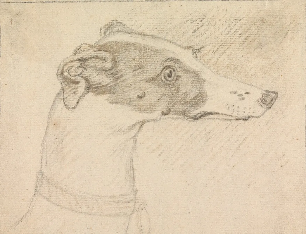Head Portrait Of Grayhound