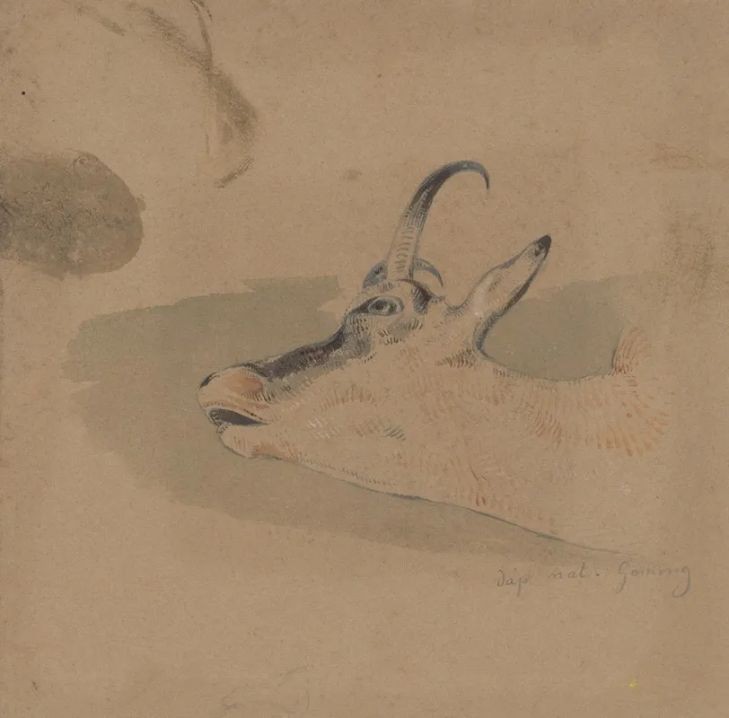 Head Study Of Mountain Goat by Friedrich Carl von Scheidlin - Canvas Print