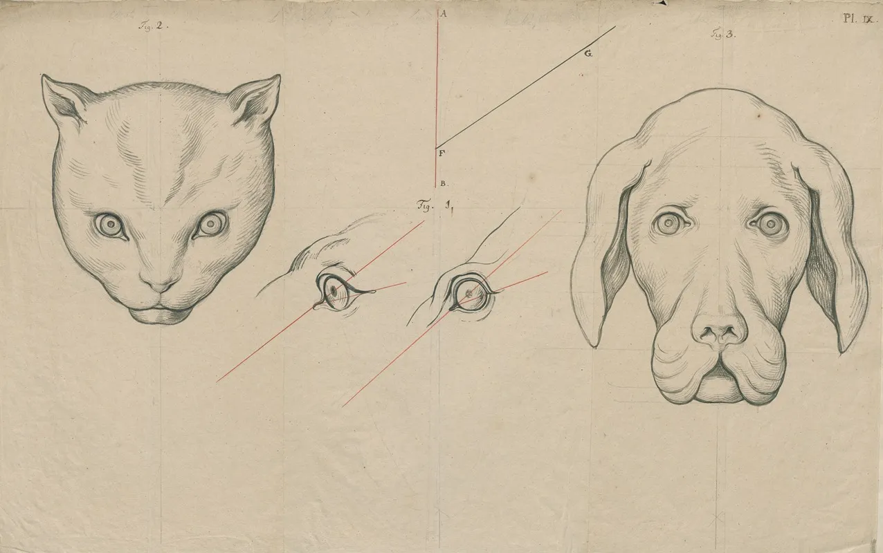 Heads Of A Cat And A Dog The Position Of Their Eyes Compared by David Humbert de Superville - Canvas Print