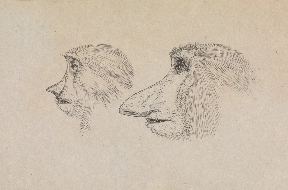 Heads Of Two Proboscis Monkeys
