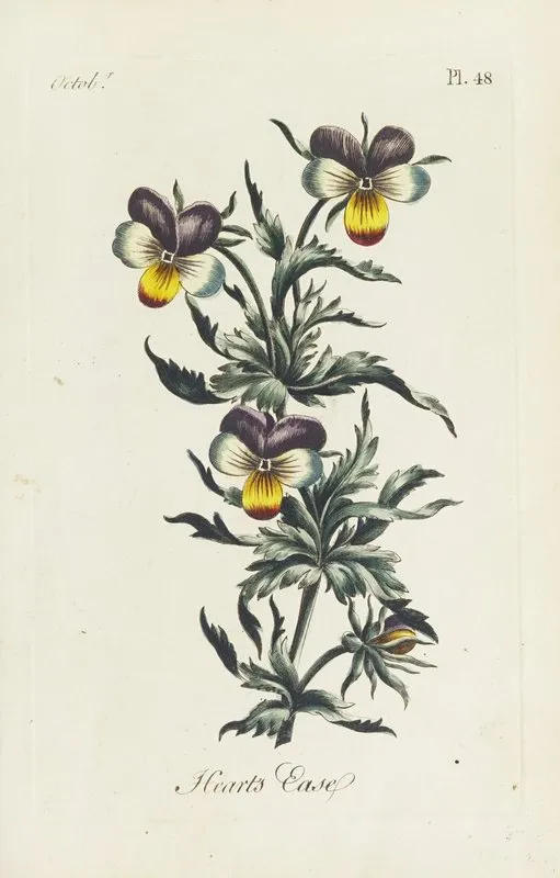 Hearts Ease 2 by Carington Bowles - Canvas Print