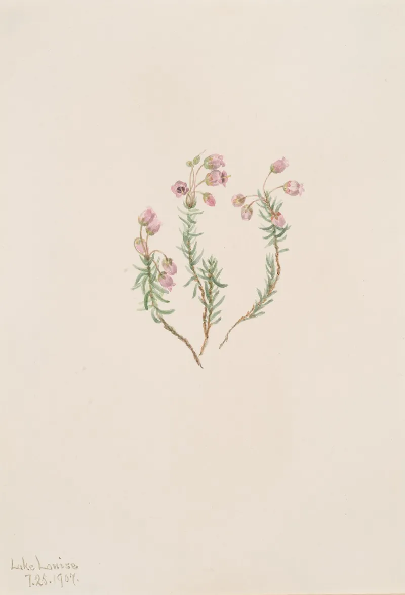 Heather Phyllodoce Intermedia