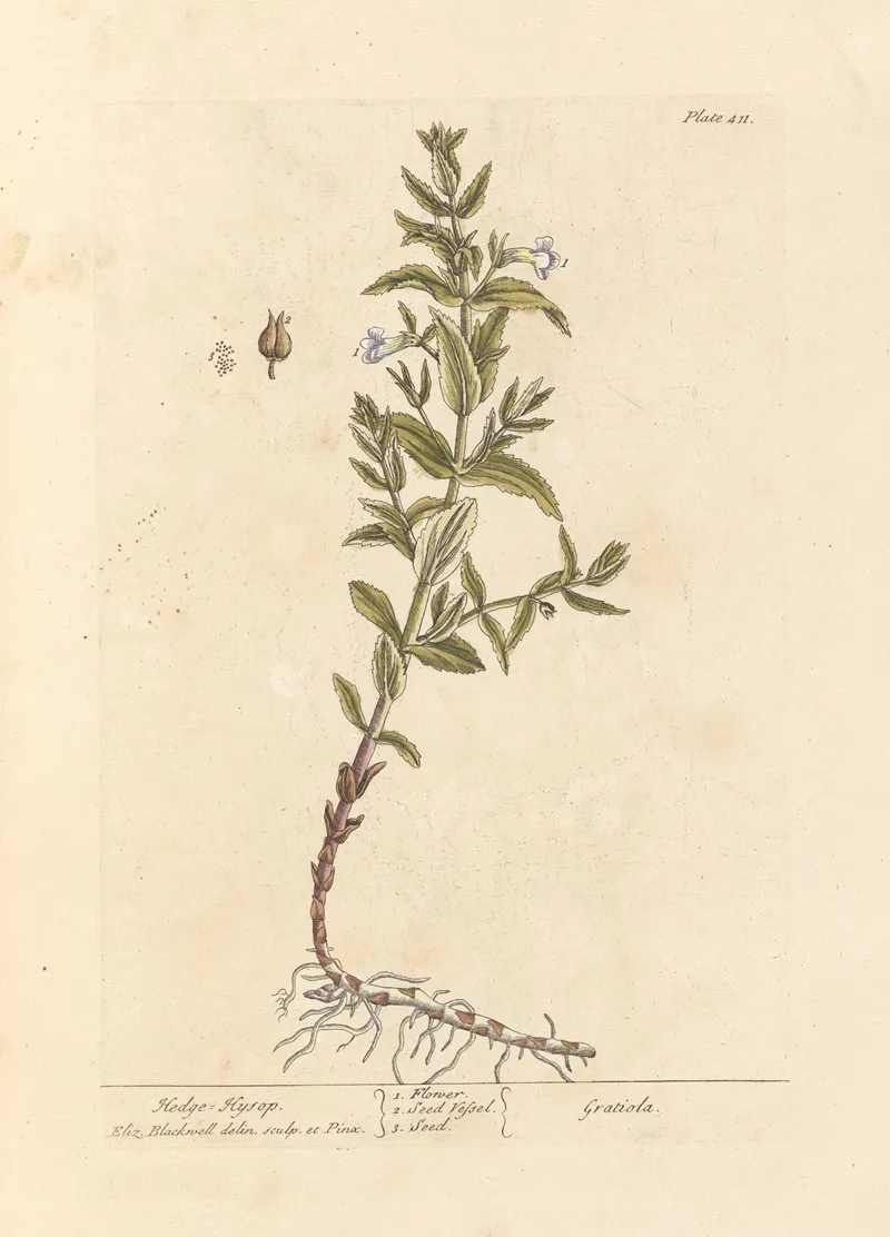 Hedge Hyssop
