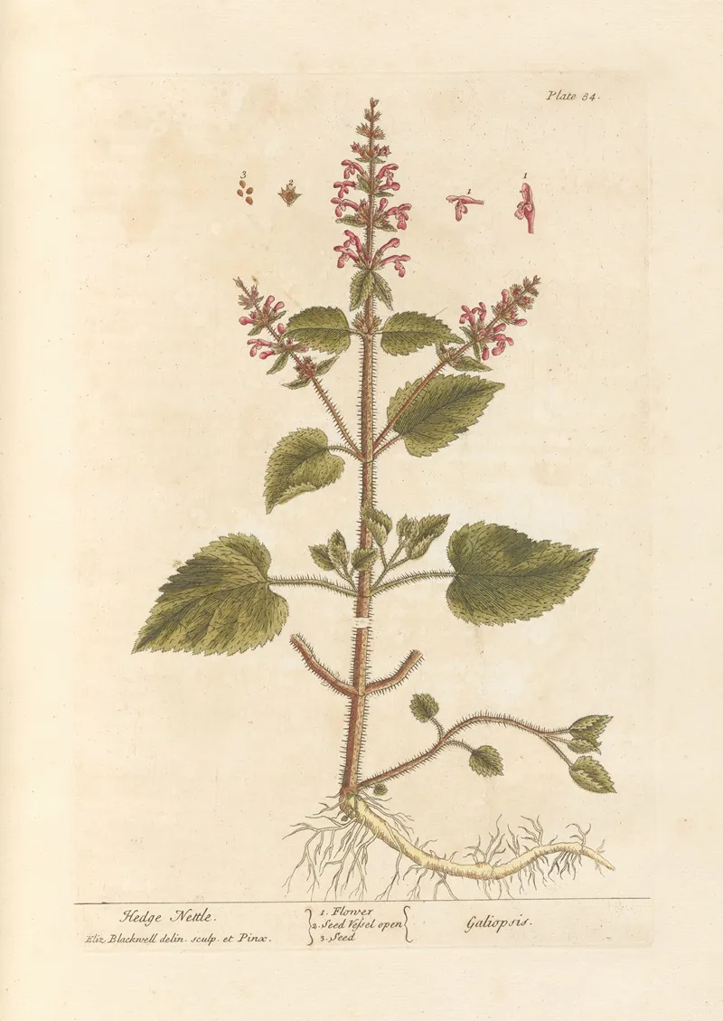Hedge Nettle