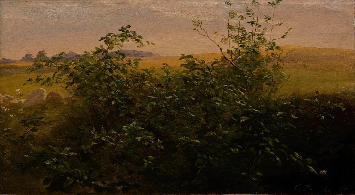 Hedge With Blackberry by Carlo Dalgas - Canvas Print