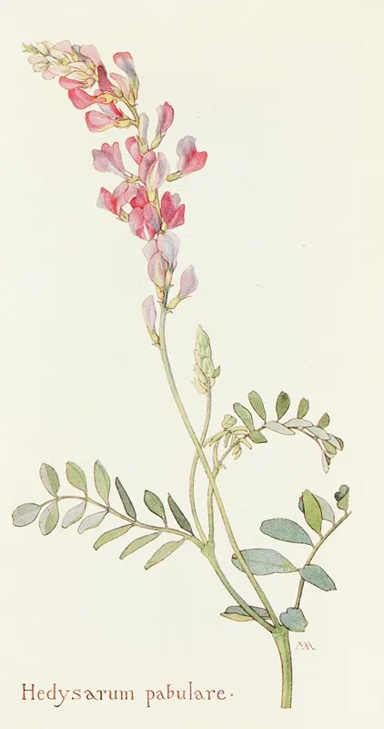 Hedysarum Pabulare by Margaret Armstrong - Canvas Print