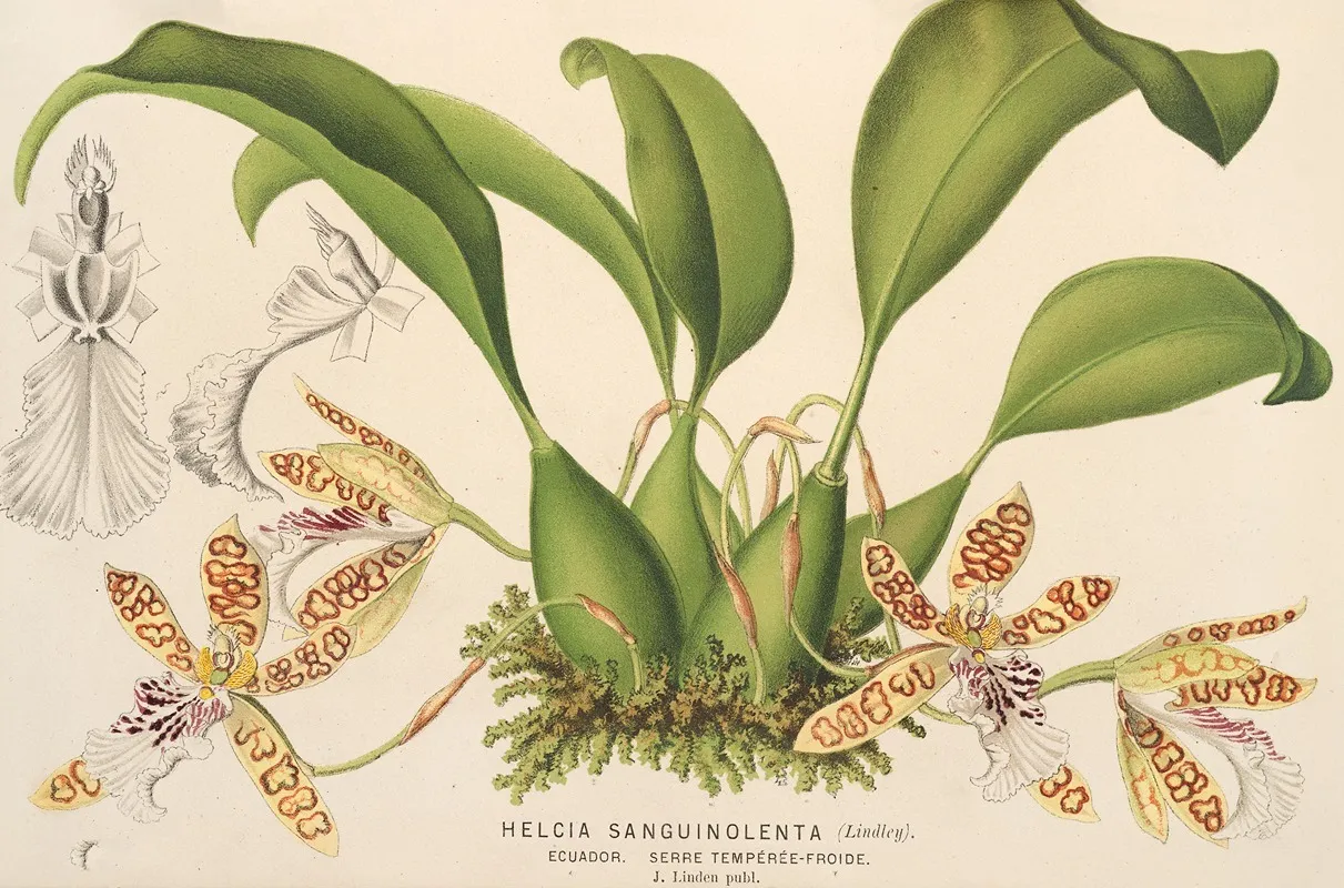 Helcia Sanguinolenta
