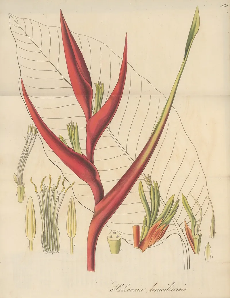 Heliconia Braziliensis by William Jackson Hooker - Canvas Print